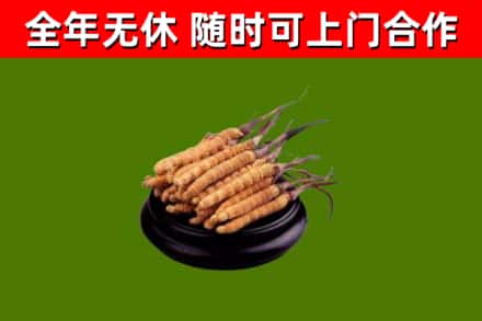安州烟酒回收冬虫夏草.jpg